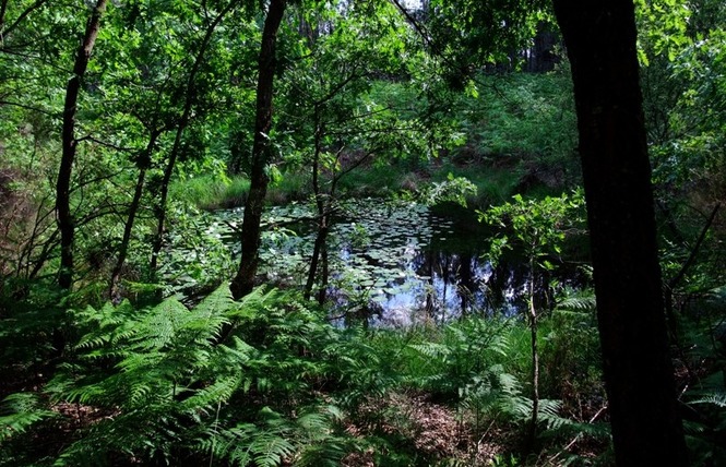 Lagunes de Nabias 5 - Arue