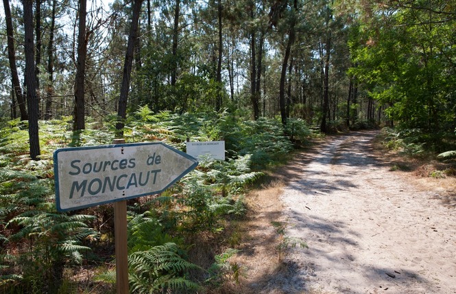 Sources de Moncaut 2 - Losse