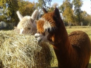 Ferme le Hillot Alpagas