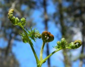Il court il court le printemps...dans les Landes d'Armagnac
