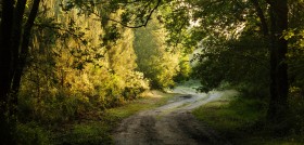 Au cœur de la forêt landaise