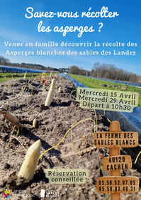 Savez-vous récolter les asperges ? - 1