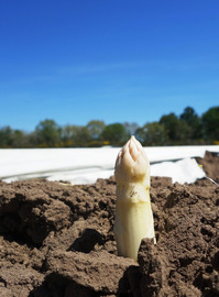 2021 - CACH - Ferme des Sables Blancs - Asperges - ©Ferme des Sables Blancs