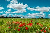 2024 - BETB - Prairie en fleurs - ©Arnaud Späni (3)