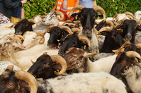 2025.09.20 Journée artisanat & transhumance