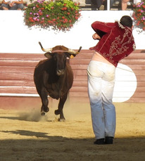 Roquefort - Course Landaise - Copyright J.M Tinarrage
