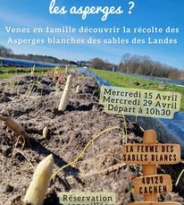 Savez-vous récolter les asperges ? - 1