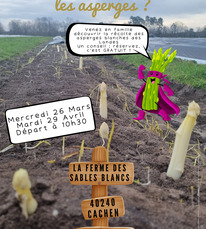 Savez-vous récolter les asperges ?