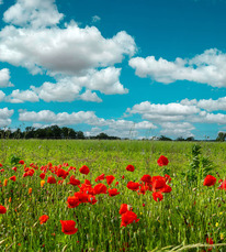 2024 - BETB - Prairie en fleurs - ©Arnaud Späni (3)
