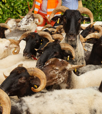 2025.09.20 Journée artisanat & transhumance