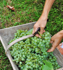 2025.09.21 Vendanges