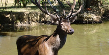 La Ferme aux Cerfs - Aire-sur-l'Adour