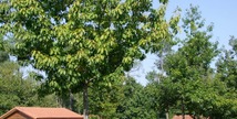 Chalet de Mouneyres n°3 - Sarbazan
