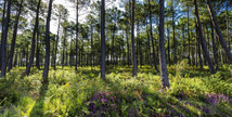Voie Verte des Landes de Roquefort - Roquefort