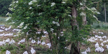Les canards de Labastide - Labastide-d'Armagnac