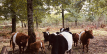 La Ferme du Thieu - Créon-d'Armagnac