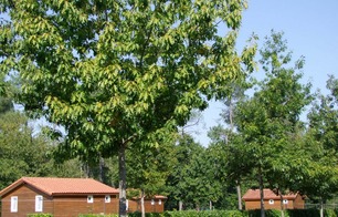 Chalet de Mouneyres n°3 - Sarbazan