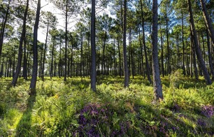 Voie Verte des Landes de Roquefort - Roquefort