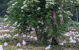 Les canards de Labastide - Labastide-d'Armagnac