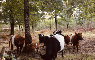 La Ferme du Thieu - Créon-d'Armagnac