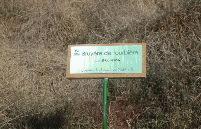 Lagunes de Nabias 9 - Arue
