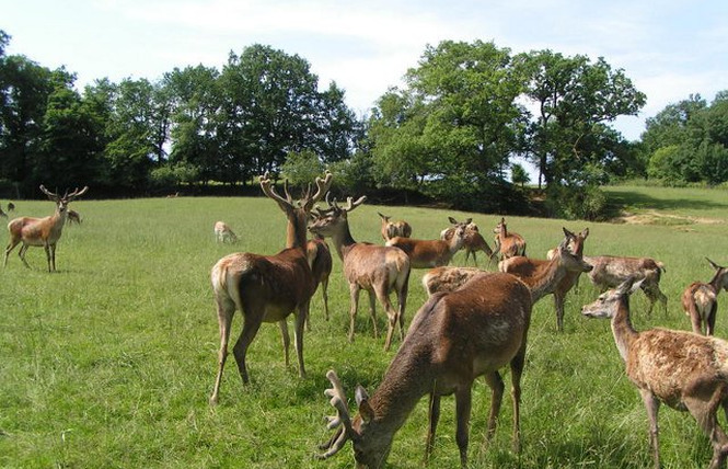 La Ferme aux Cerfs 3 - Aire-sur-l'Adour