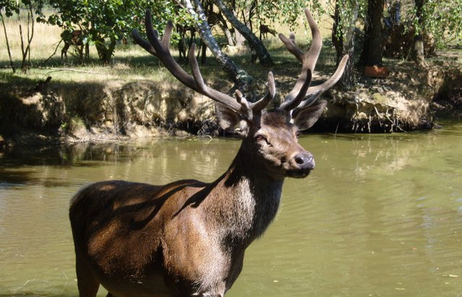 La Ferme aux Cerfs 1 - Aire-sur-l'Adour