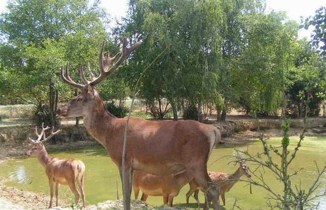 La Ferme aux Cerfs 4 - Aire-sur-l'Adour