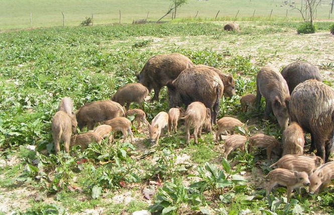 La Ferme aux Cerfs 2 - Aire-sur-l'Adour