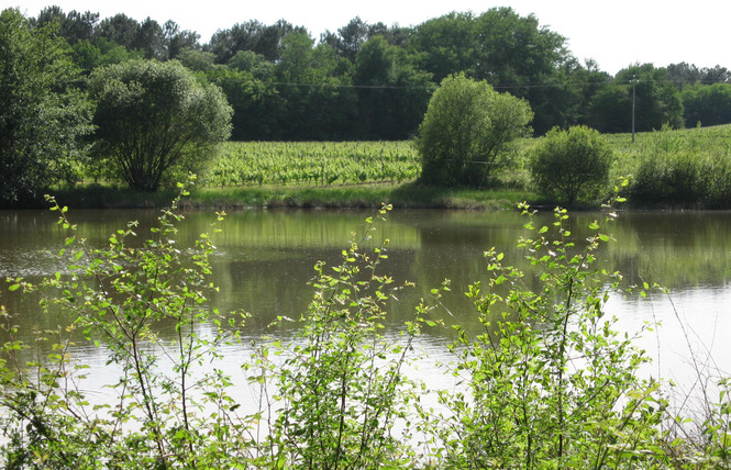 Camping-car d'hôtes à l'Ecomusée de l'Armagnac 4 - Labastide-d'Armagnac