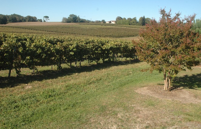 Domaine du Hourtica, Alain Gaube 4 - Labastide-d'Armagnac