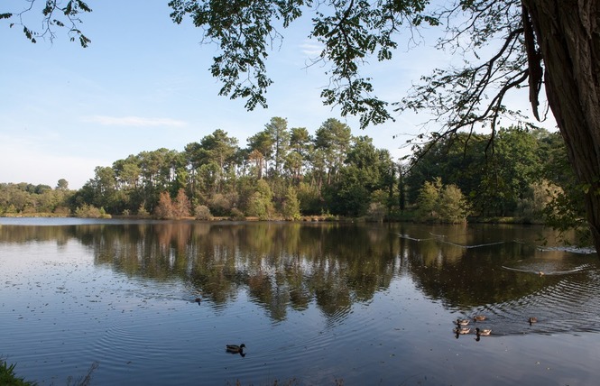 Etang classé de Sainte-Foy 4 - Sainte-Foy
