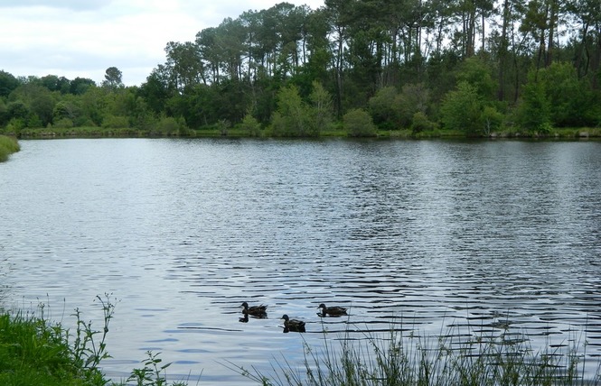 Etang classé de Sainte-Foy 5 - Sainte-Foy