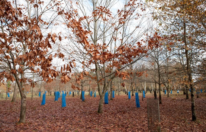 Arboretum 5 - Vielle-Soubiran