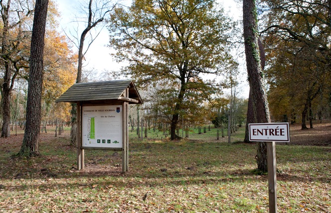 Arboretum 3 - Vielle-Soubiran
