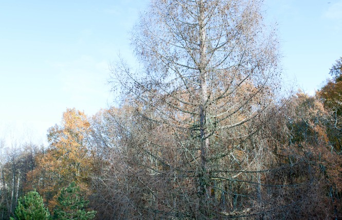 Arboretum 2 - Vielle-Soubiran