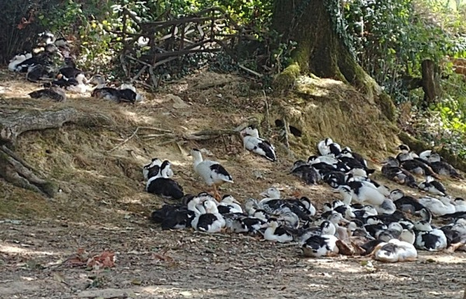 Ferme de Bacoge 3 - Hontanx