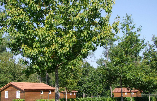Chalet de Mouneyres n°4 4 - Sarbazan