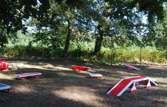 Complexe canin et félin Le Tic 3 - Losse