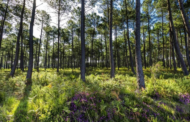 Voie Verte des Landes de Roquefort 1 - Roquefort