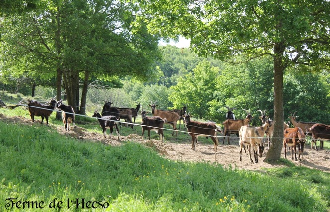 Ferme de l'Hecso 5 - Betbezer-d'Armagnac