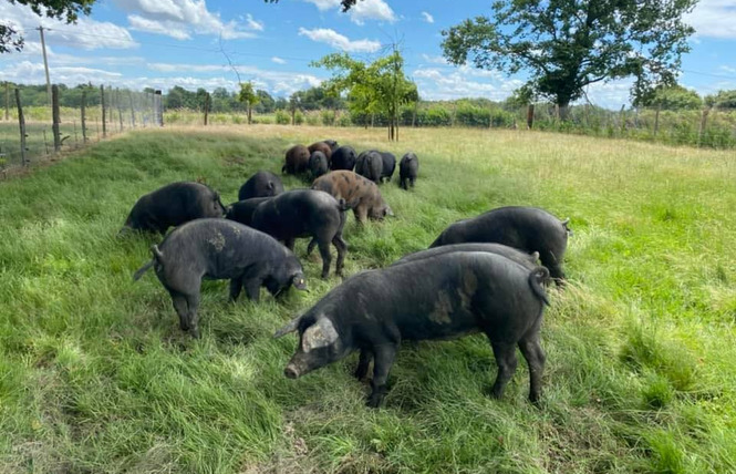 Porcs noirs plein air du Gioulé 2 - Cazères-sur-l'Adour