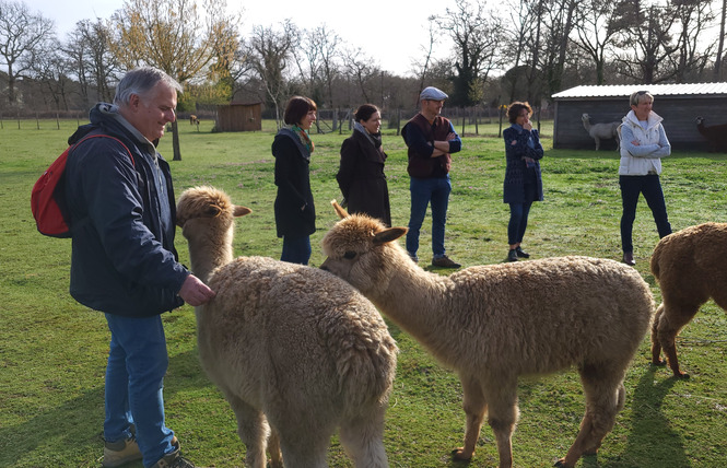 Ferme le Hillot élevage d'alpagas 7 - Bourriot-Bergonce