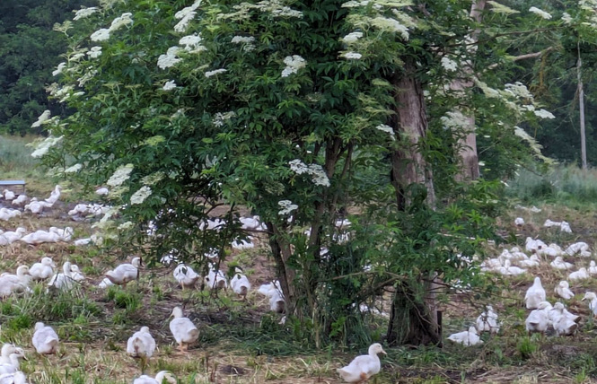 Les canards de Labastide 1 - Labastide-d'Armagnac