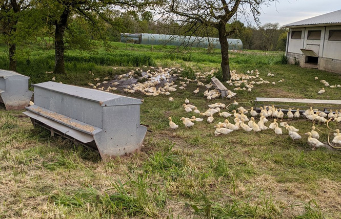Les canards de Labastide 3 - Labastide-d'Armagnac