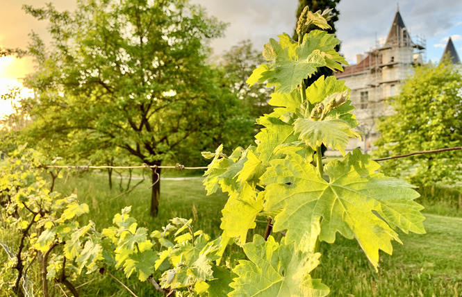 Scea Château Tour Blanc 3 - Parleboscq