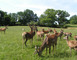 La Ferme aux Cerfs 3 - Aire-sur-l'Adour