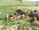 La Ferme aux Cerfs 2 - Aire-sur-l'Adour
