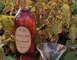 Domaine de Paguy 6 - Betbezer-d'Armagnac