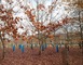 Arboretum 5 - Vielle-Soubiran